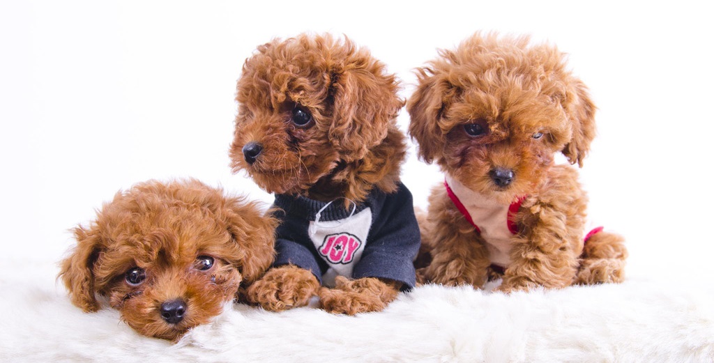 自宅・セルフ 犬のしつけは家でもできる!!